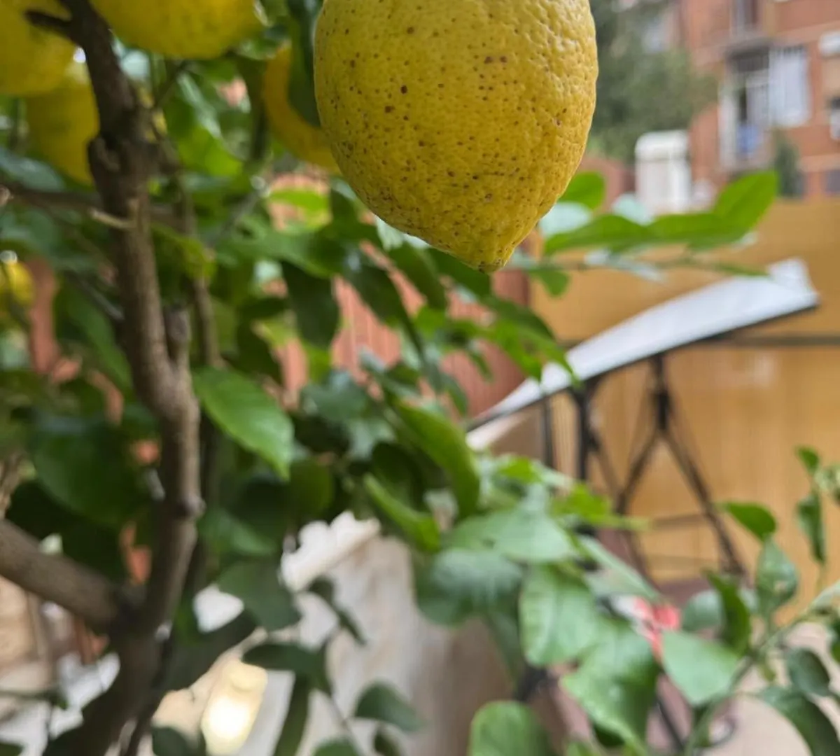 Appartamento Agli Acquedotti, Con Giardino Privato Rome Italy